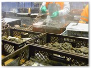 Sortiertische in der Versorgungshalle